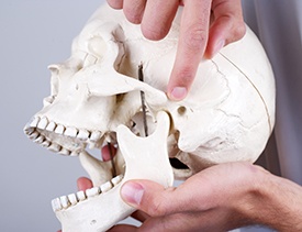 Model of skull and jawbone